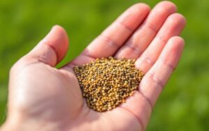 Fertilize Before Rain