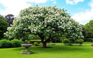 How to Make a Tree Grow Faster