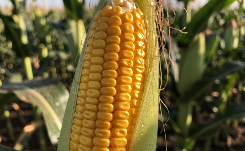 corn