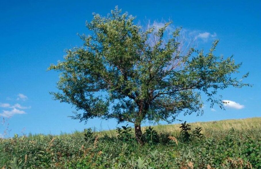 Evergreen Elm