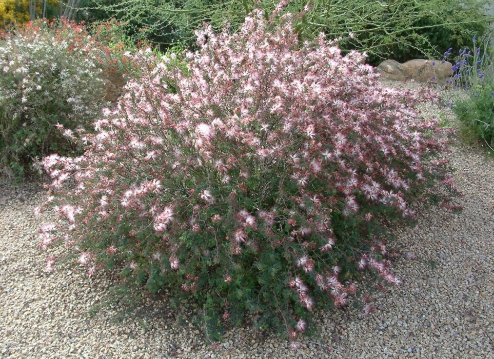 Calliandra (Fairy Duster)
