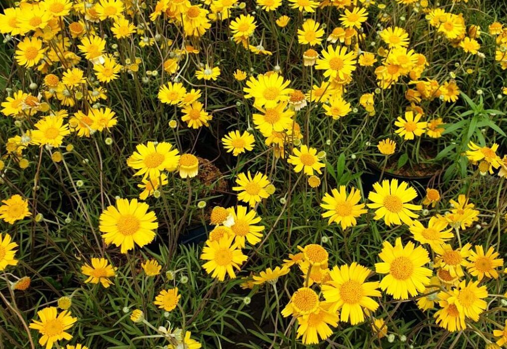 Angelita Daisy (Tetraneuris acaulis)