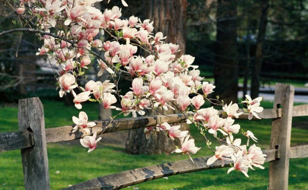 Magnolia Tree