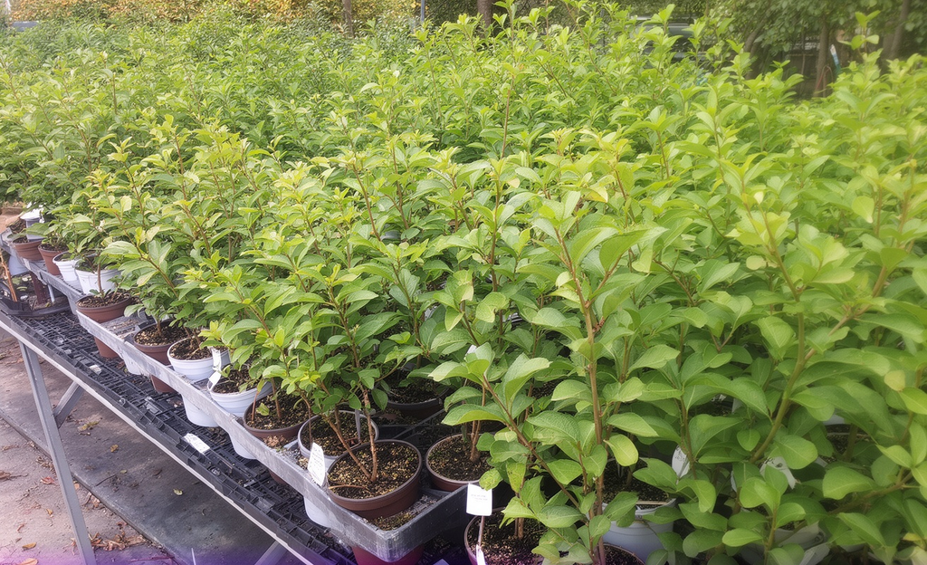 Plants in a nursery