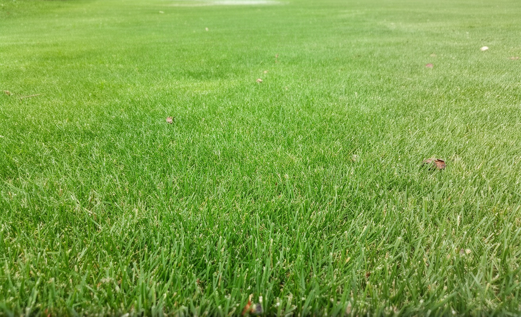 lawn