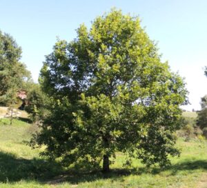 Overcup Oak