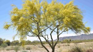 Desert Tree