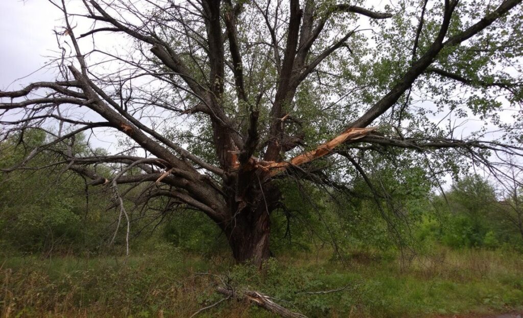 tree with hanging branches