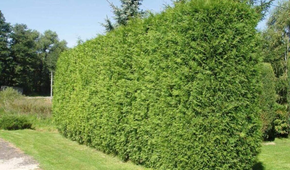 How to Plant a Cedar Hedge - Step-by-Step