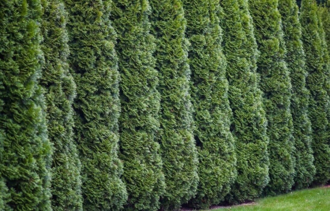 How to Plant a Cedar Hedge - Step-by-Step