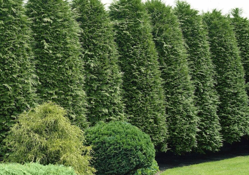 Green Giant Arborvitae
