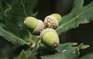Oak Trees Acorns
