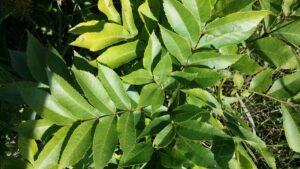 Pecan Tree in Texas