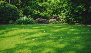 Lush Lawn in Sandy Conditions