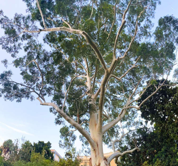Eucalyptus globulus