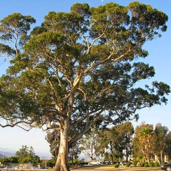 Eucalyptus globulus