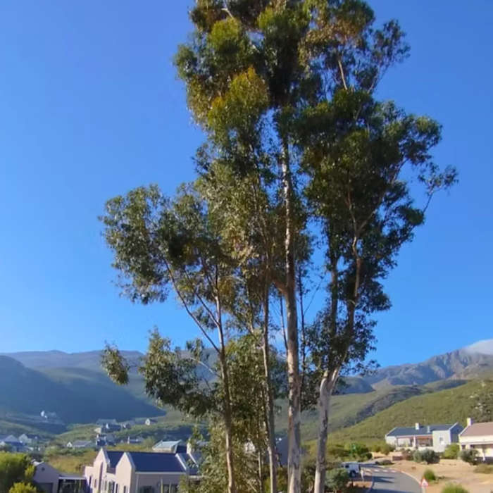 Eucalyptus globulus