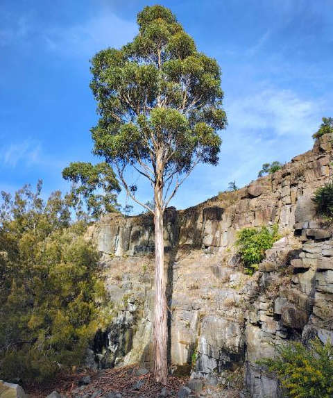 Eucalyptus globulus