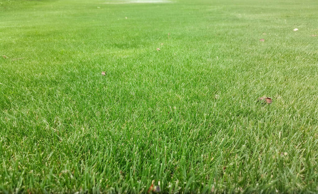 lawn