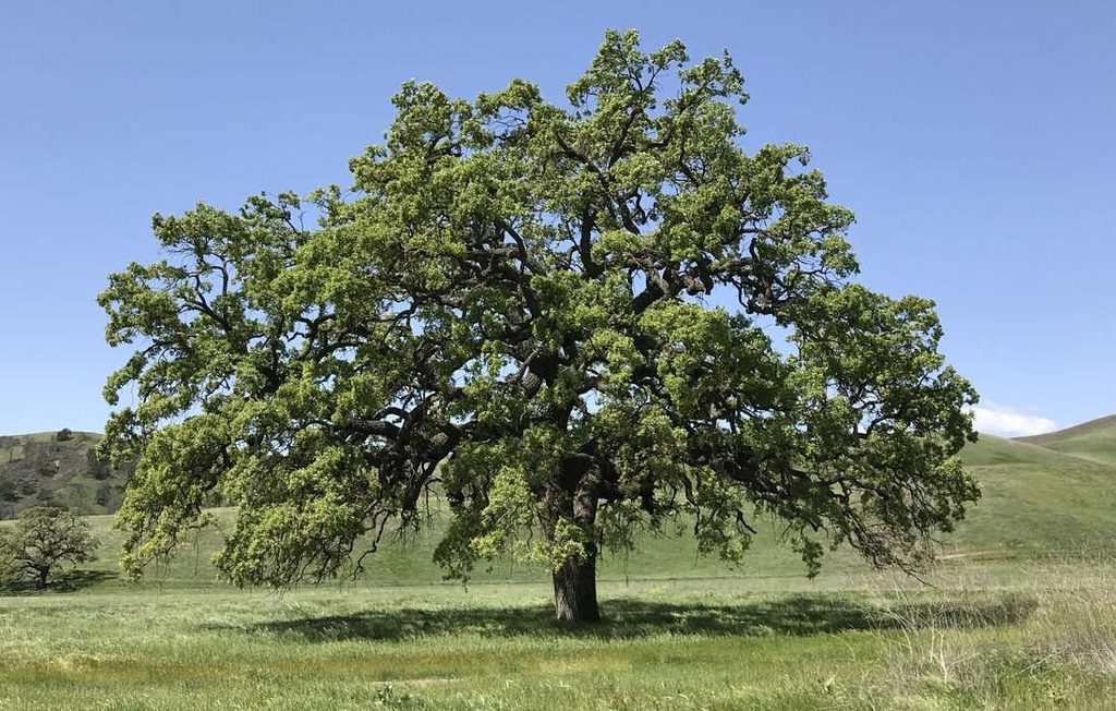 Valley Oak