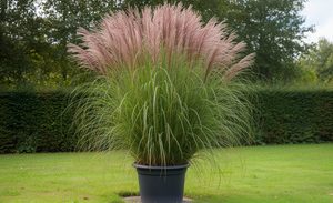 Miscanthus Grass in a pot