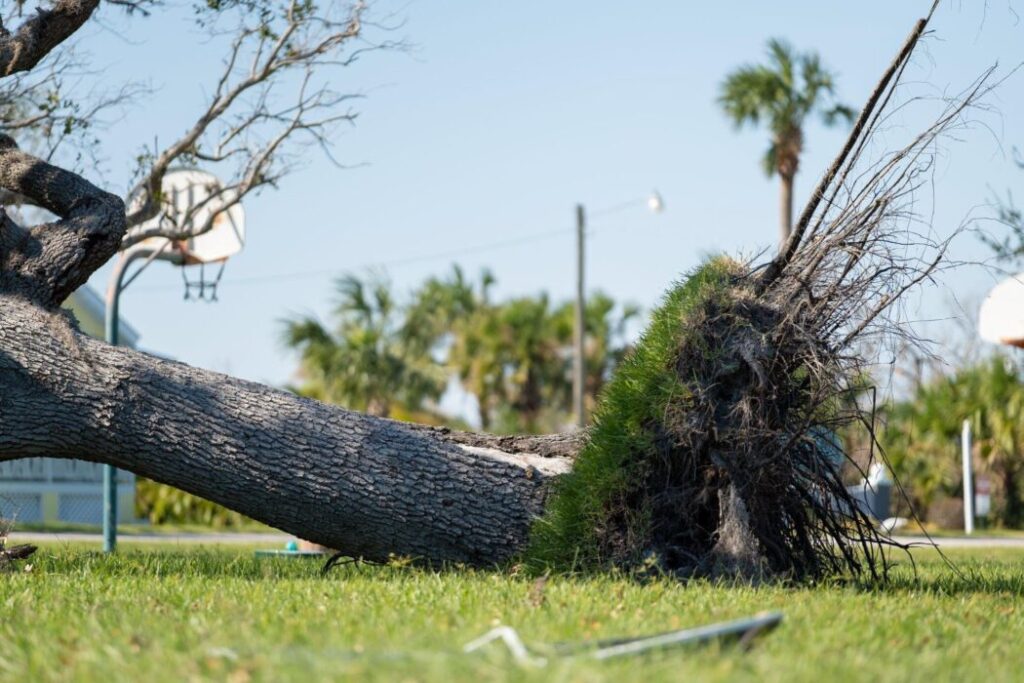 Tree Emergency