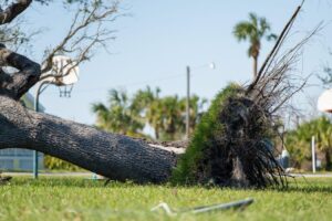 Tree Emergency